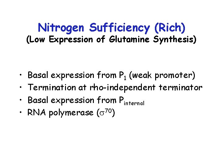 Nitrogen Sufficiency (Rich) (Low Expression of Glutamine Synthesis) • • Basal expression from P