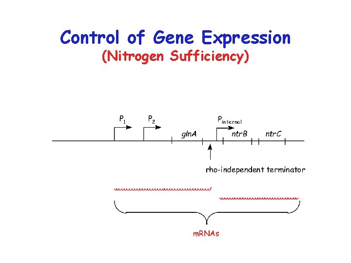 Control of Gene Expression (Nitrogen Sufficiency) 