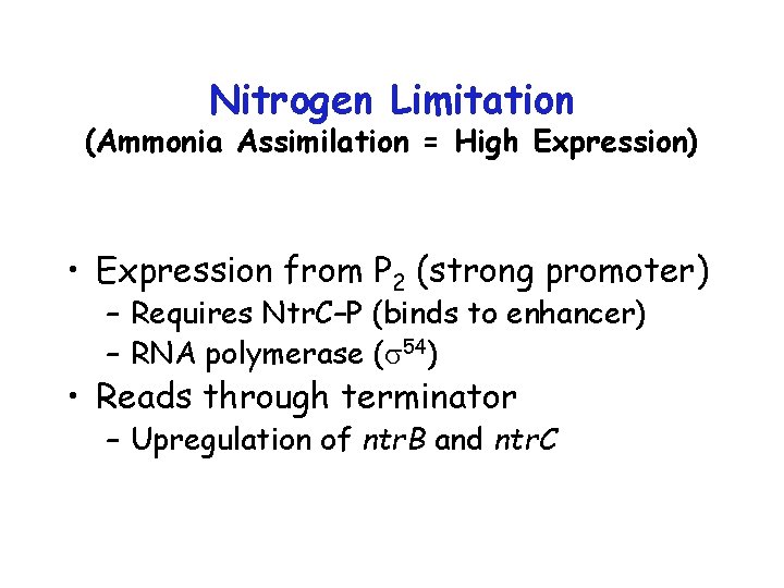 Nitrogen Limitation (Ammonia Assimilation = High Expression) • Expression from P 2 (strong promoter)
