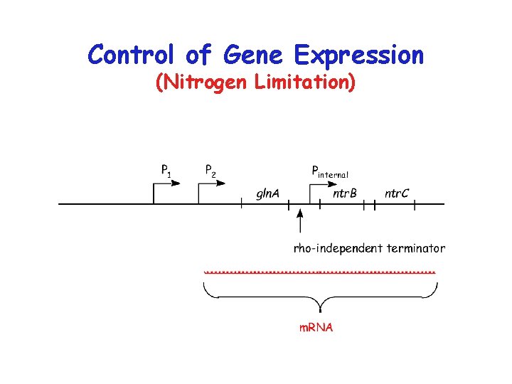 Control of Gene Expression (Nitrogen Limitation) 
