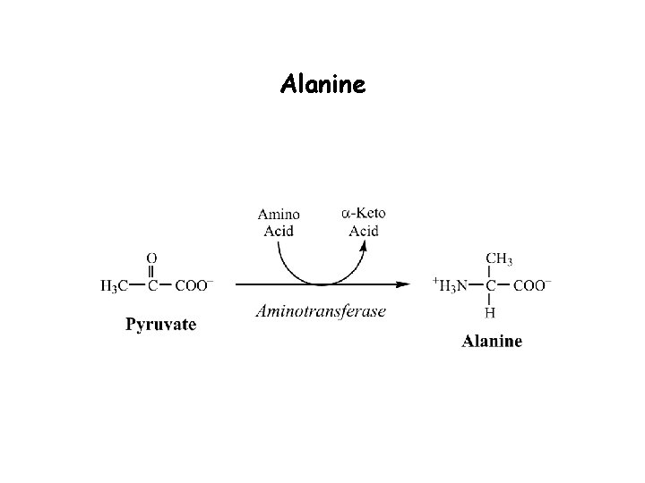 Alanine 