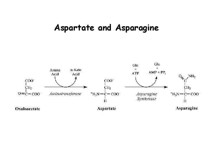 Aspartate and Asparagine 