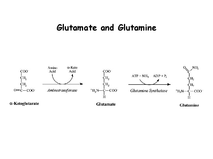 Glutamate and Glutamine 