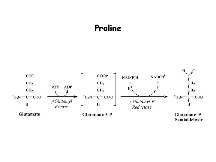 Proline 