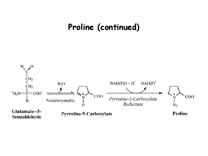 Proline (continued) 