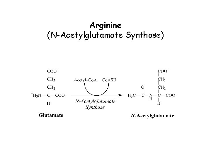 Arginine (N-Acetylglutamate Synthase) 