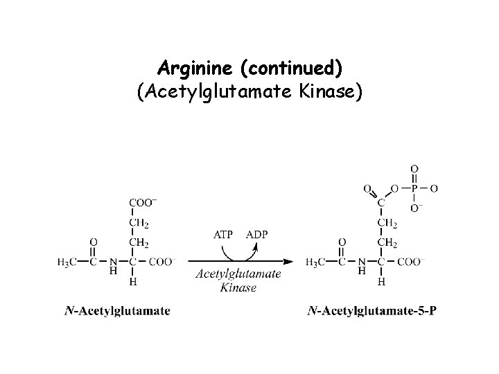 Arginine (continued) (Acetylglutamate Kinase) 