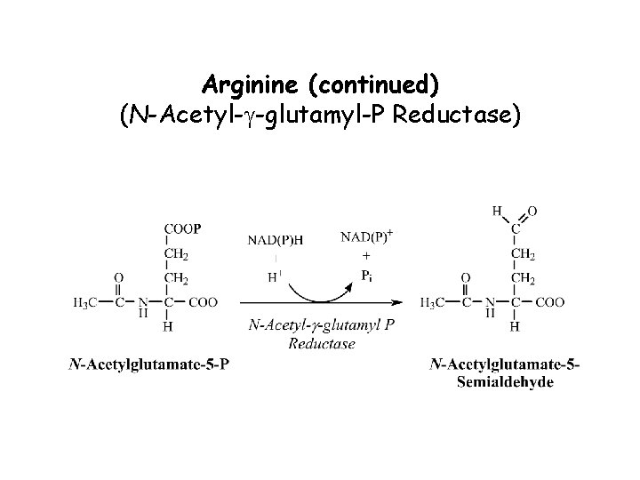 Arginine (continued) (N-Acetyl-g-glutamyl-P Reductase) 