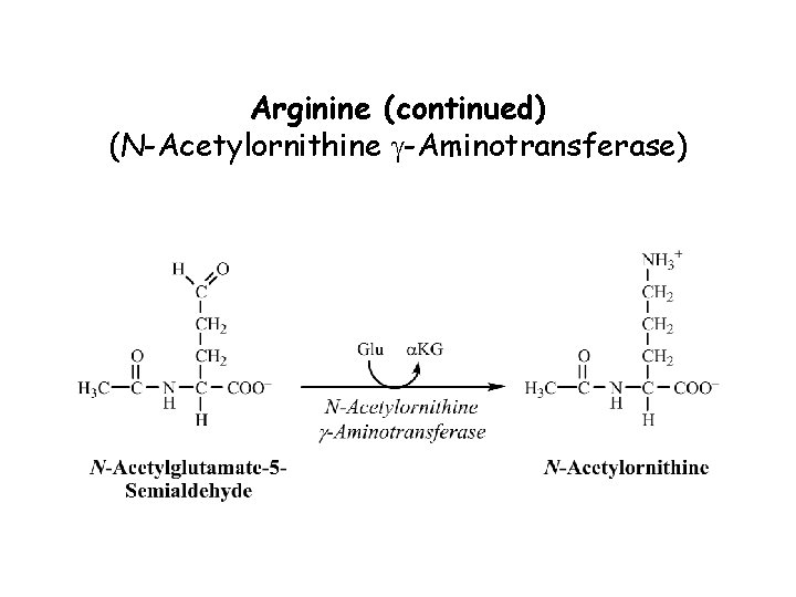 Arginine (continued) (N-Acetylornithine g-Aminotransferase) 