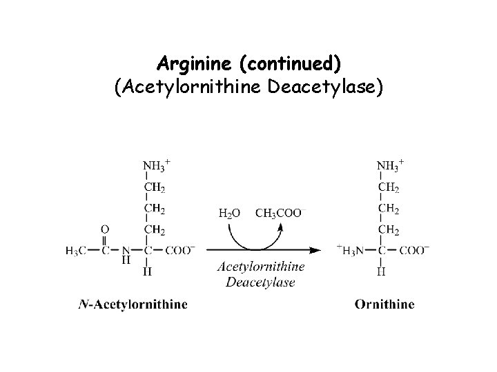 Arginine (continued) (Acetylornithine Deacetylase) 