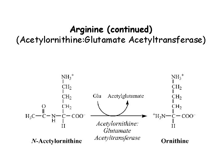 Arginine (continued) (Acetylornithine: Glutamate Acetyltransferase) 