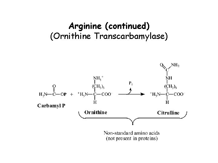 Arginine (continued) (Ornithine Transcarbamylase) 