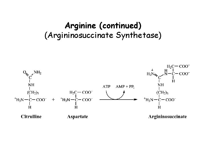 Arginine (continued) (Argininosuccinate Synthetase) 