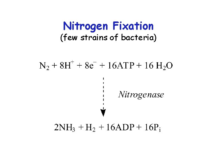 Nitrogen Fixation (few strains of bacteria) 