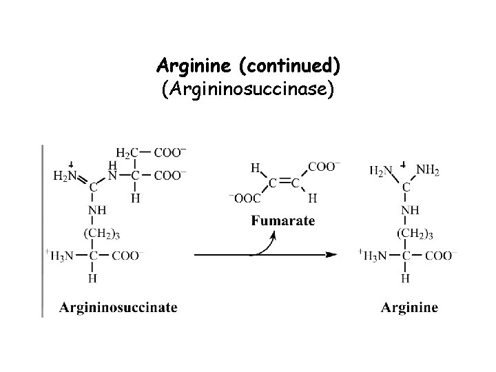 Arginine (continued) (Argininosuccinase) 