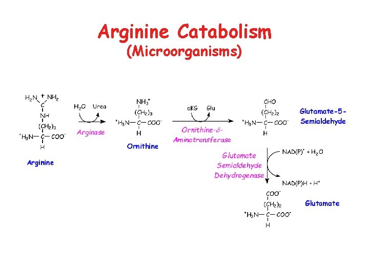 Arginine Catabolism (Microorganisms) 