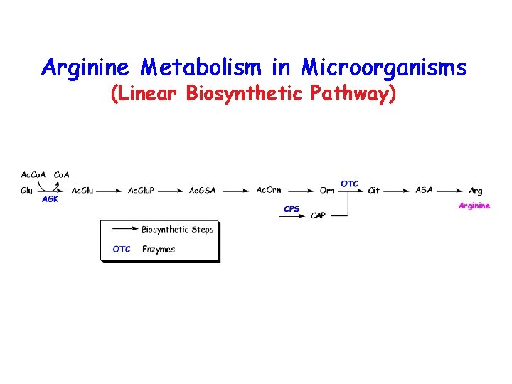 Arginine Metabolism in Microorganisms (Linear Biosynthetic Pathway) 