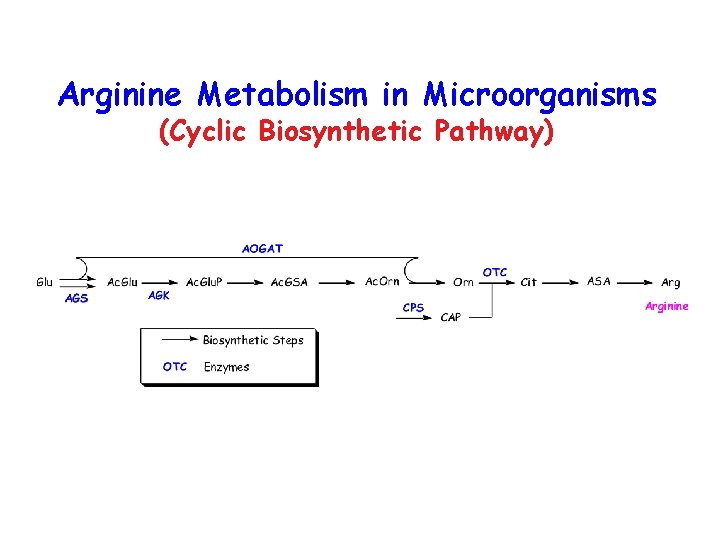 Arginine Metabolism in Microorganisms (Cyclic Biosynthetic Pathway) 