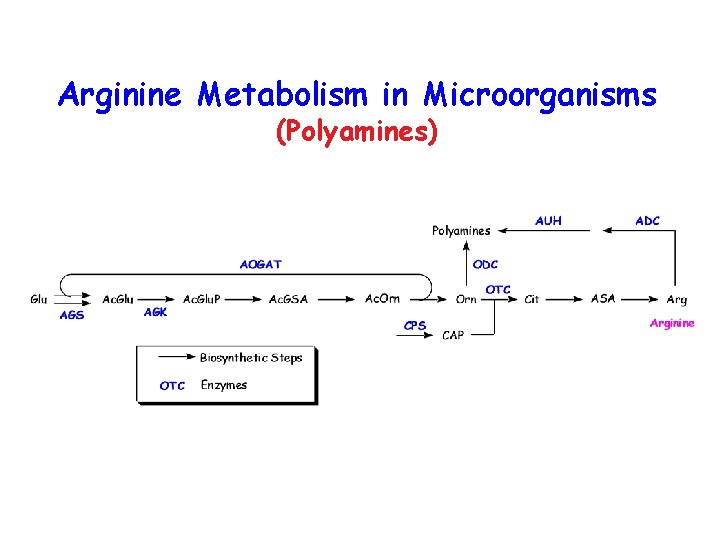 Arginine Metabolism in Microorganisms (Polyamines) 