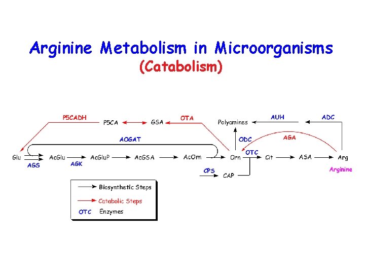 Arginine Metabolism in Microorganisms (Catabolism) 