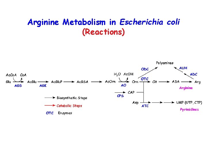 Arginine Metabolism in Escherichia coli (Reactions) 