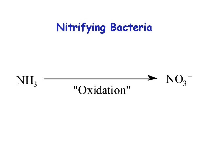 Nitrifying Bacteria 