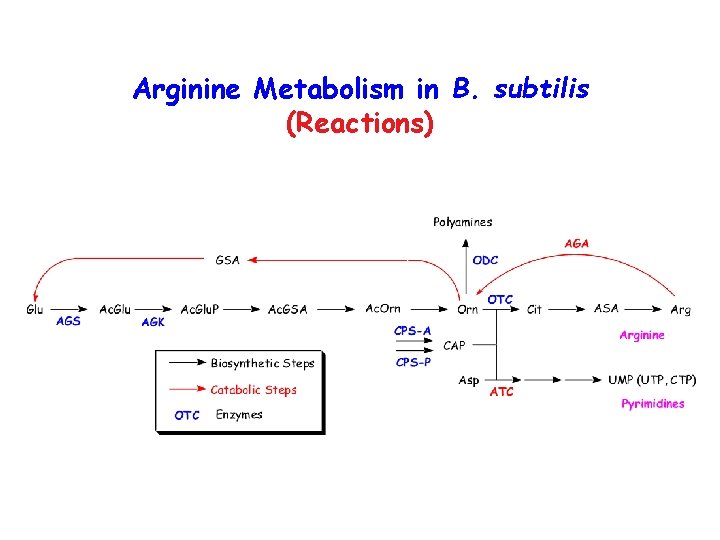 Arginine Metabolism in B. subtilis (Reactions) 