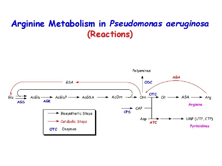 Arginine Metabolism in Pseudomonas aeruginosa (Reactions) 