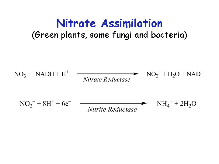 Nitrate Assimilation (Green plants, some fungi and bacteria) 