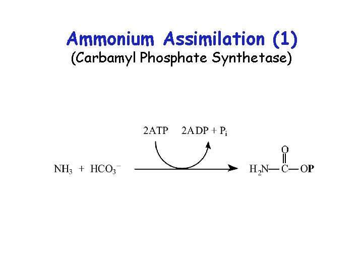 Ammonium Assimilation (1) (Carbamyl Phosphate Synthetase) 