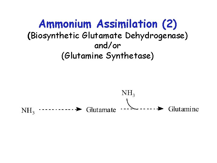 Ammonium Assimilation (2) (Biosynthetic Glutamate Dehydrogenase) and/or (Glutamine Synthetase) 