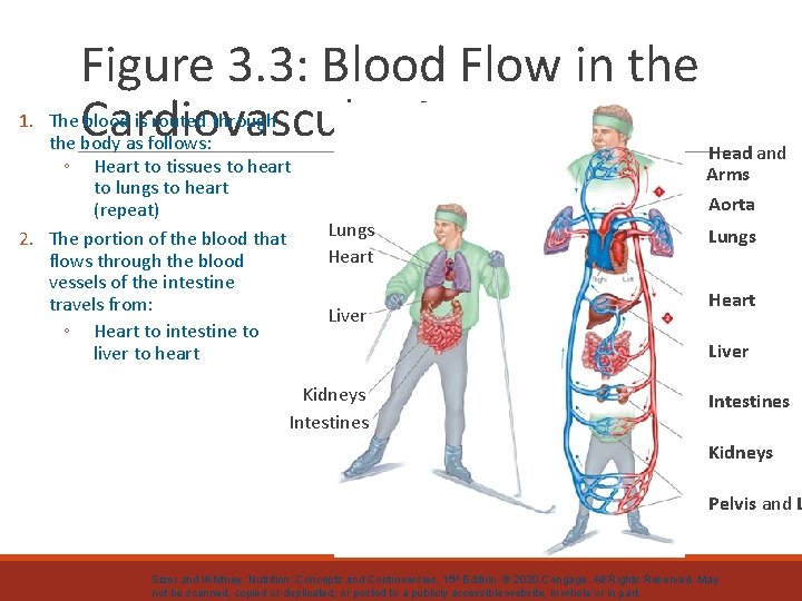 Figure 3. 3: Blood Flow in the Cardiovascular System 1. The blood is routed