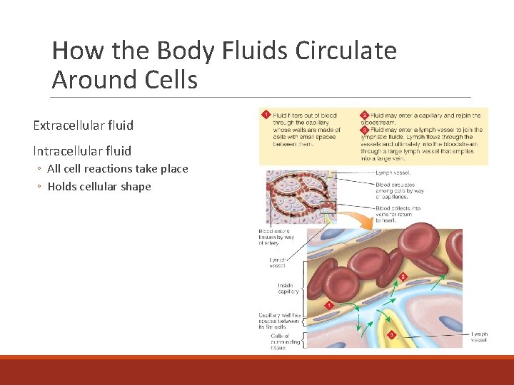 How the Body Fluids Circulate Around Cells Extracellular fluid Intracellular fluid ◦ All cell
