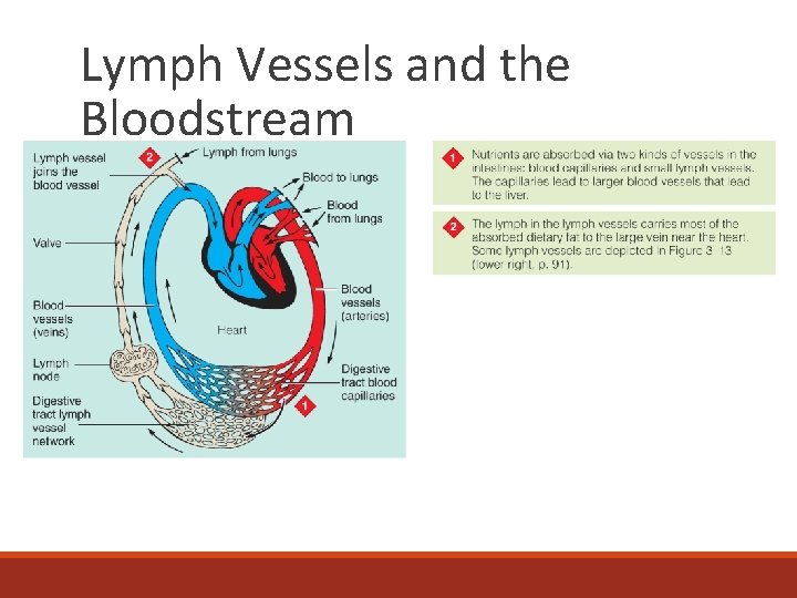 Lymph Vessels and the Bloodstream 