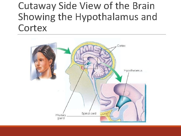 Cutaway Side View of the Brain Showing the Hypothalamus and Cortex 