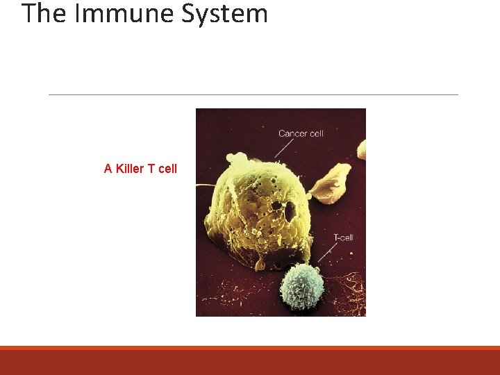 The Immune System A Killer T cell 