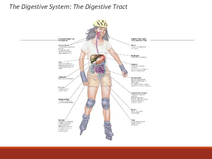 The Digestive System: The Digestive Tract 