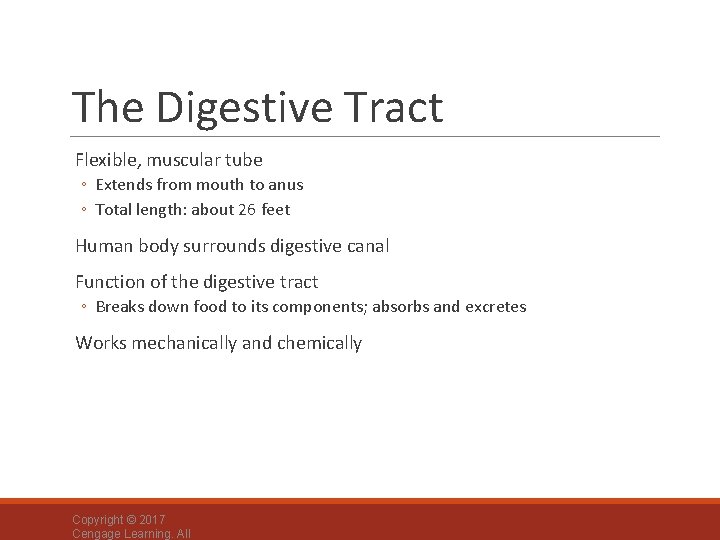 The Digestive Tract Flexible, muscular tube ◦ Extends from mouth to anus ◦ Total