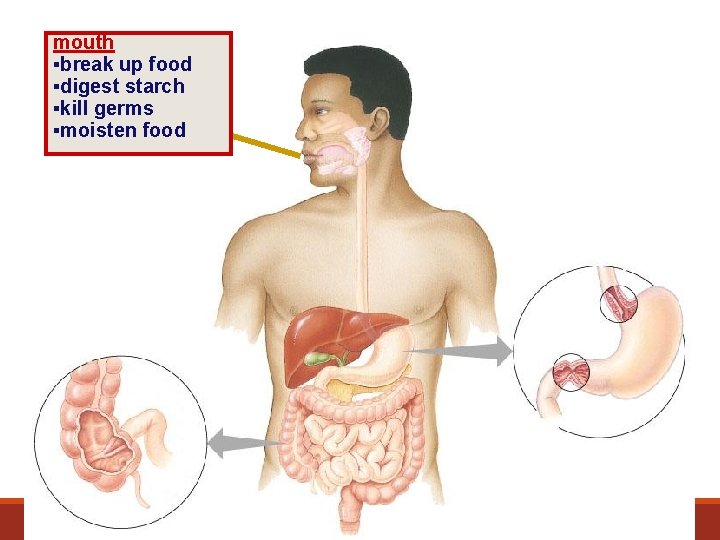 mouth ▪break up food ▪digest starch ▪kill germs ▪moisten food 