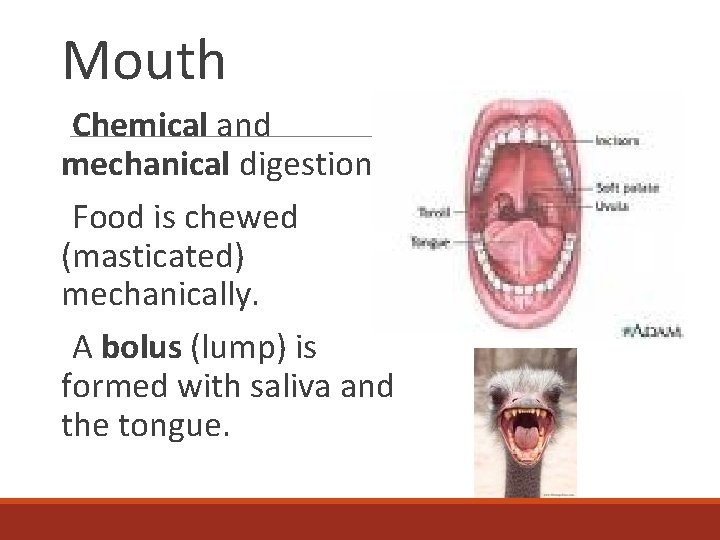 Mouth Chemical and mechanical digestion. Food is chewed (masticated) mechanically. A bolus (lump) is