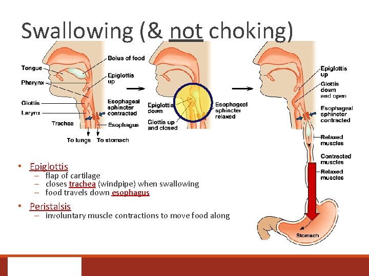 Swallowing (& not choking) • Epiglottis – flap of cartilage – closes trachea (windpipe)
