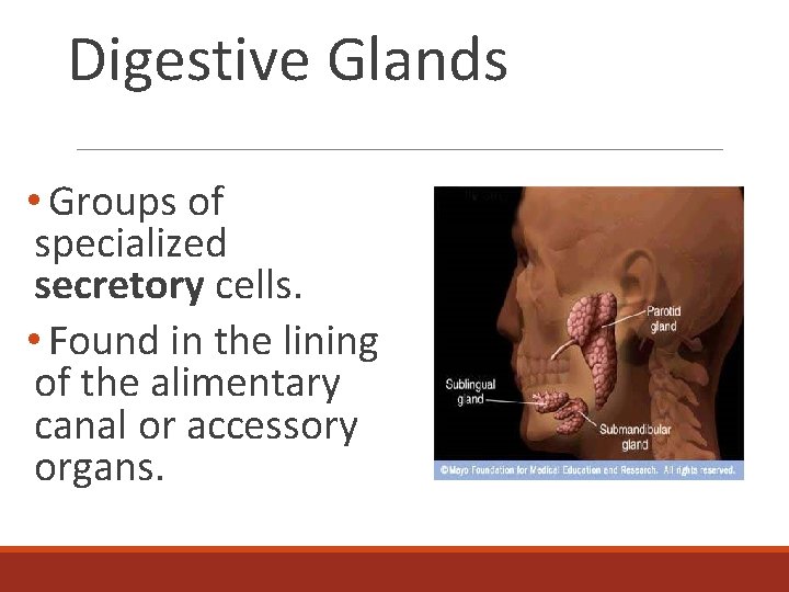 Digestive Glands • Groups of specialized secretory cells. • Found in the lining of