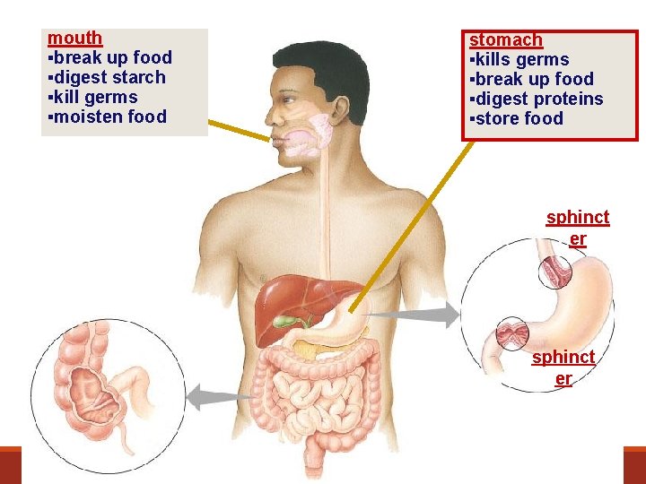 mouth ▪break up food ▪digest starch ▪kill germs ▪moisten food stomach ▪kills germs ▪break