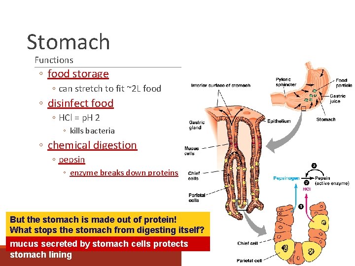 Stomach Functions ◦ food storage ◦ can stretch to fit ~2 L food ◦