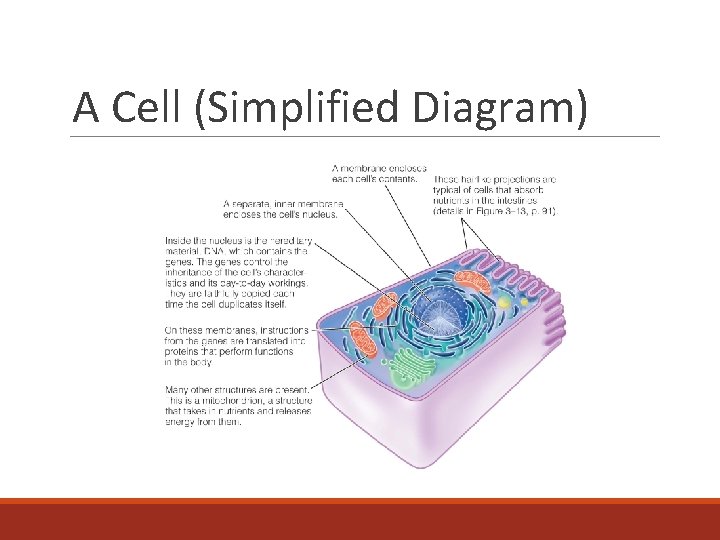 A Cell (Simplified Diagram) 