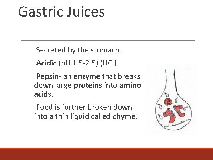 Gastric Juices Secreted by the stomach. Acidic (p. H 1. 5 -2. 5) (HCl).