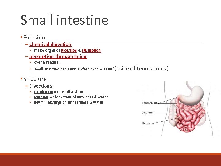 Small intestine • Function – chemical digestion • major organ of digestion & absorption