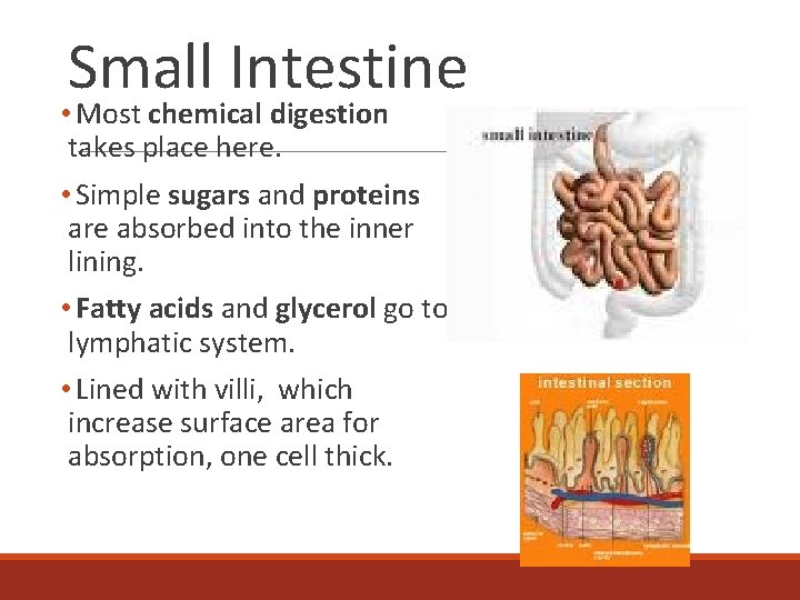 Small Intestine • Most chemical digestion takes place here. • Simple sugars and proteins