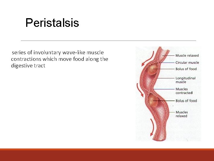 Peristalsis series of involuntary wave-like muscle contractions which move food along the digestive tract