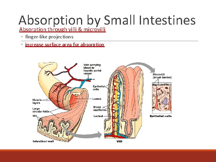 Absorption by Small Intestines Absorption through villi & microvilli ◦ finger-like projections ◦ increase